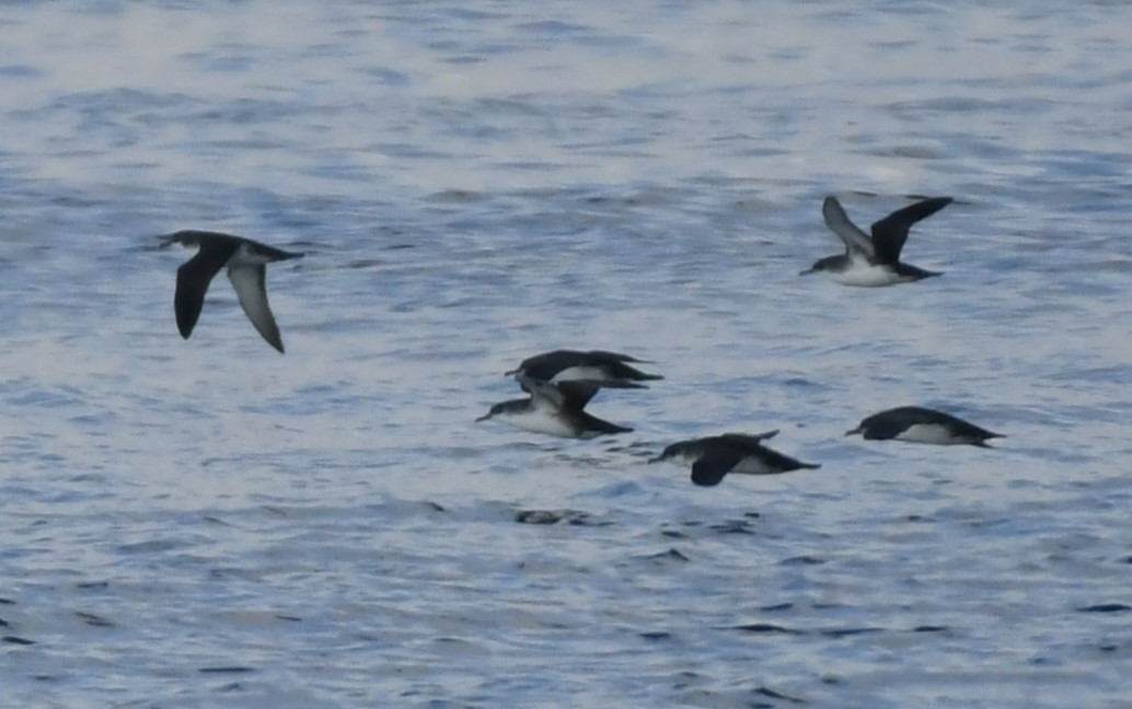 Yelkouan Shearwater - ML645539097