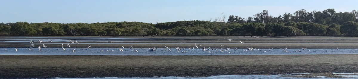 Silver Gull (Silver) - ML645539098