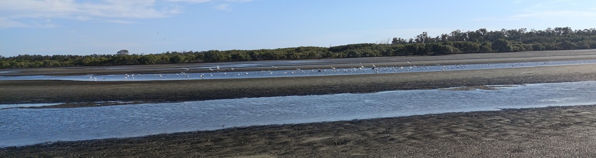 Silver Gull (Silver) - ML645539099