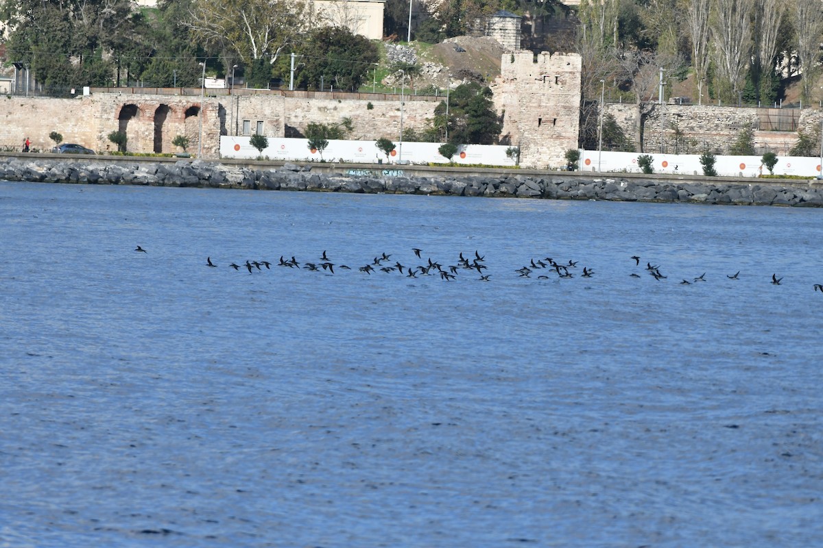 Yelkouan Shearwater - ML645539100