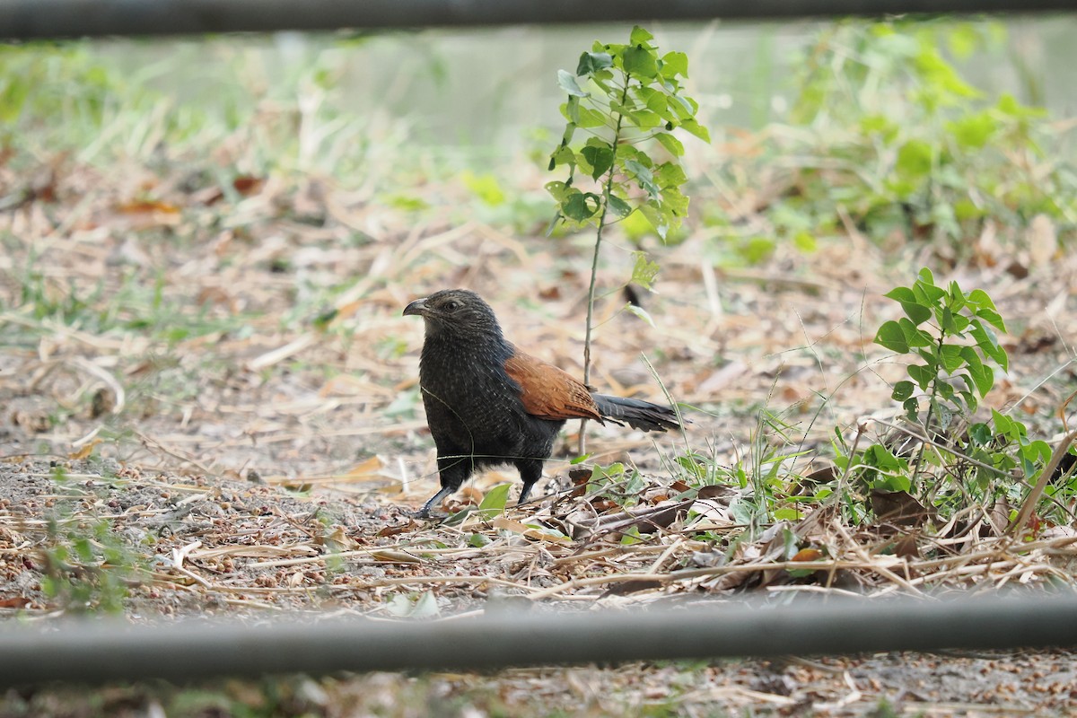 Greater Coucal - ML645539101