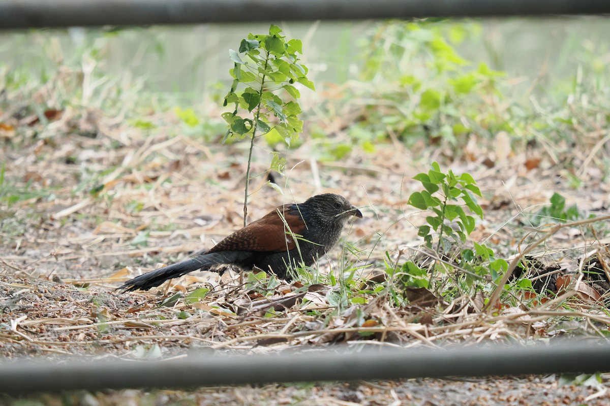 Greater Coucal - ML645539102