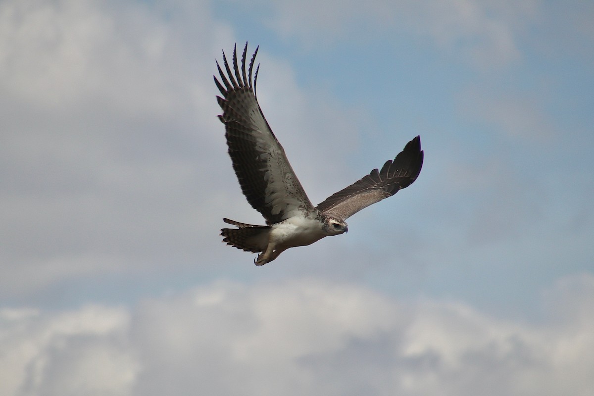 Martial Eagle - ML645539103