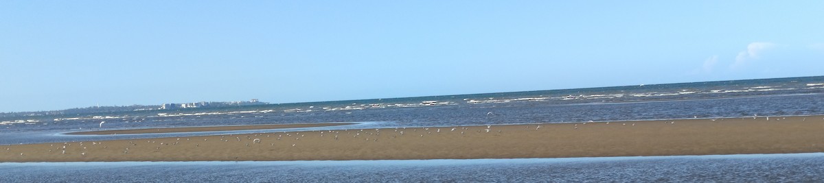 Little Tern - ML645539105