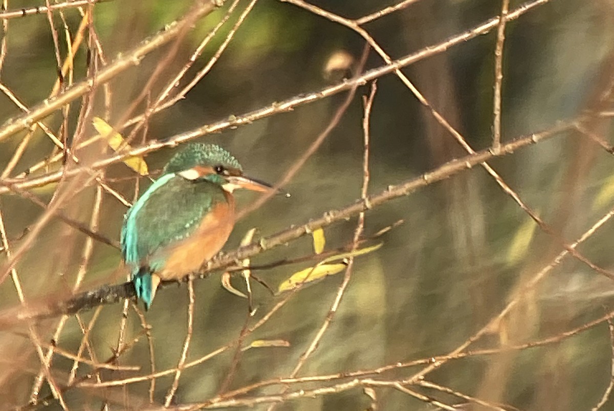 Common Kingfisher - ML645539106