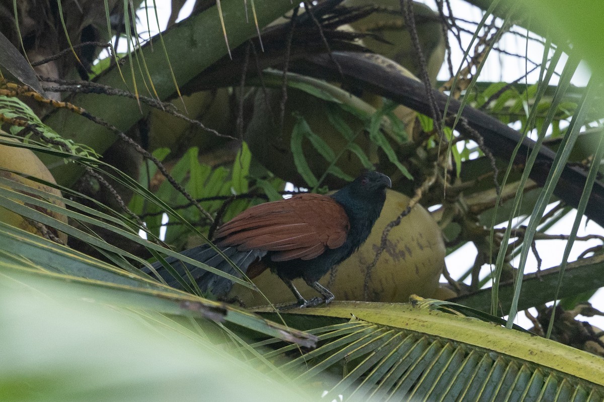 Greater Coucal - ML645539107