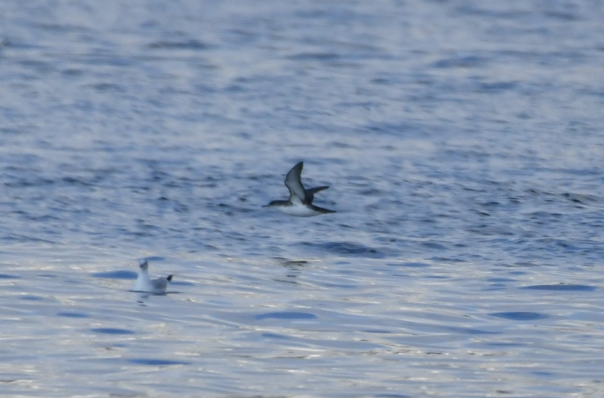 Yelkouan Shearwater - ML645539108