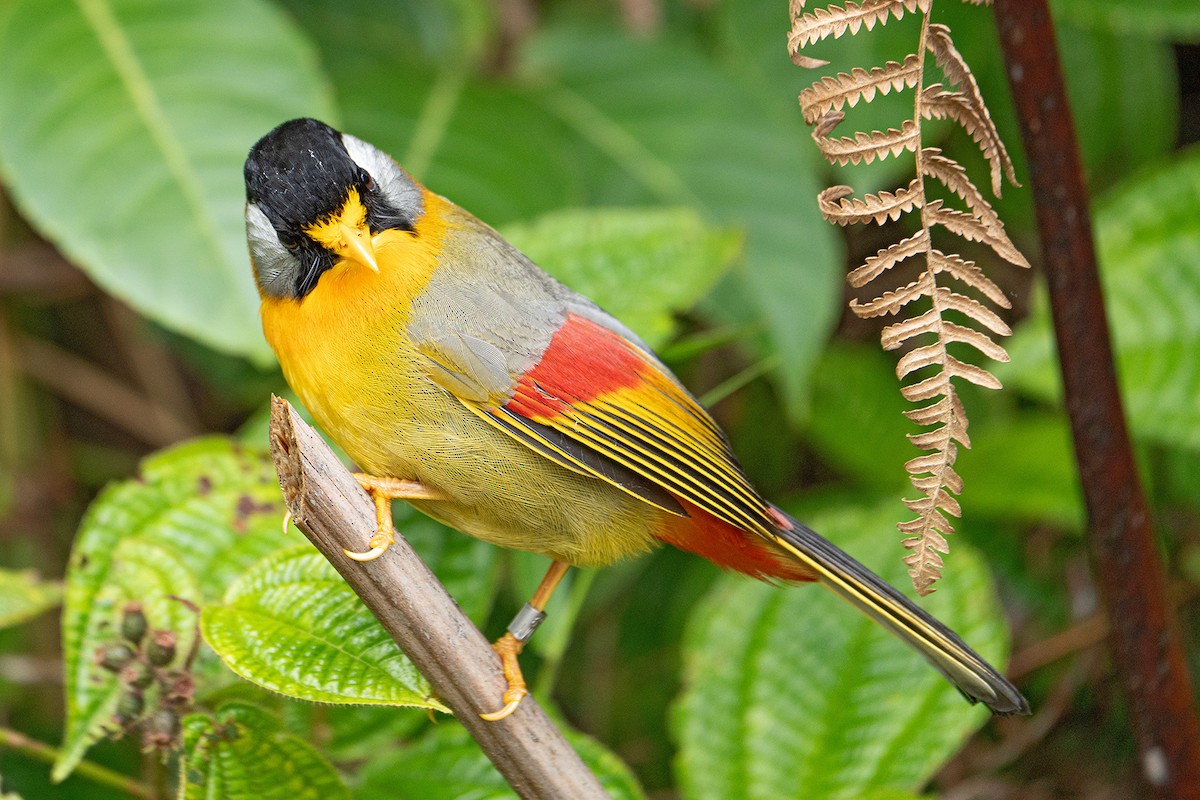 Silver-eared Mesia - ML645539110