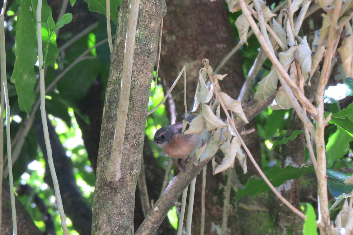 New Zealand Fantail - ML645539111