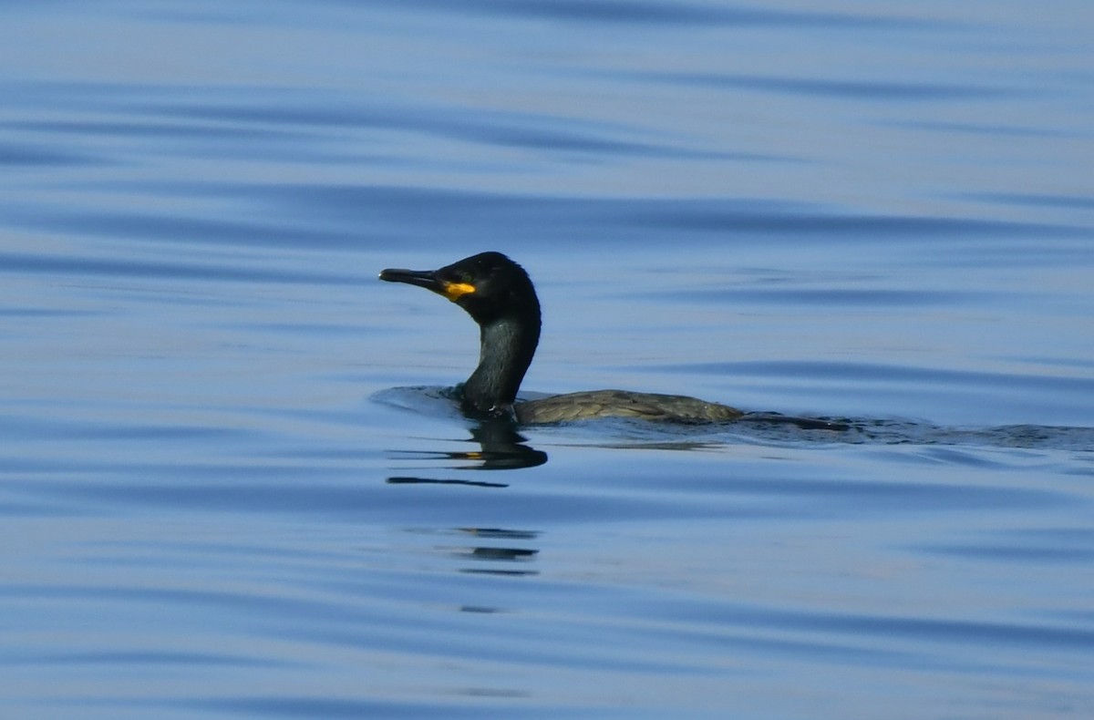 European Shag - ML645539113