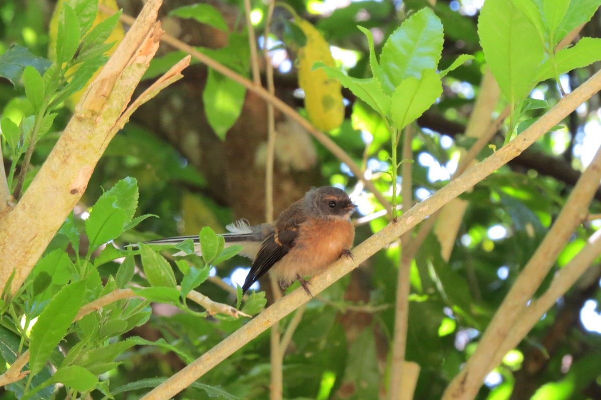 New Zealand Fantail - ML645539116
