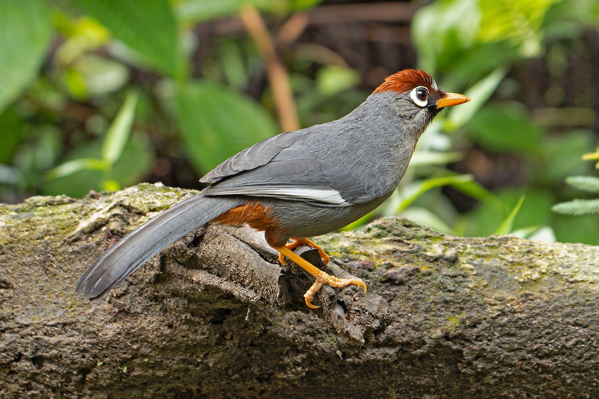 Chestnut-capped Thrush - ML645539117