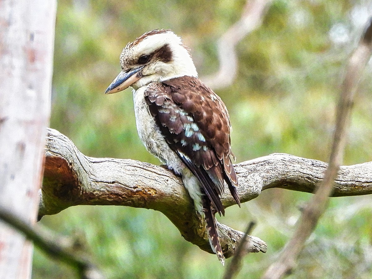 Laughing Kookaburra - ML645539118