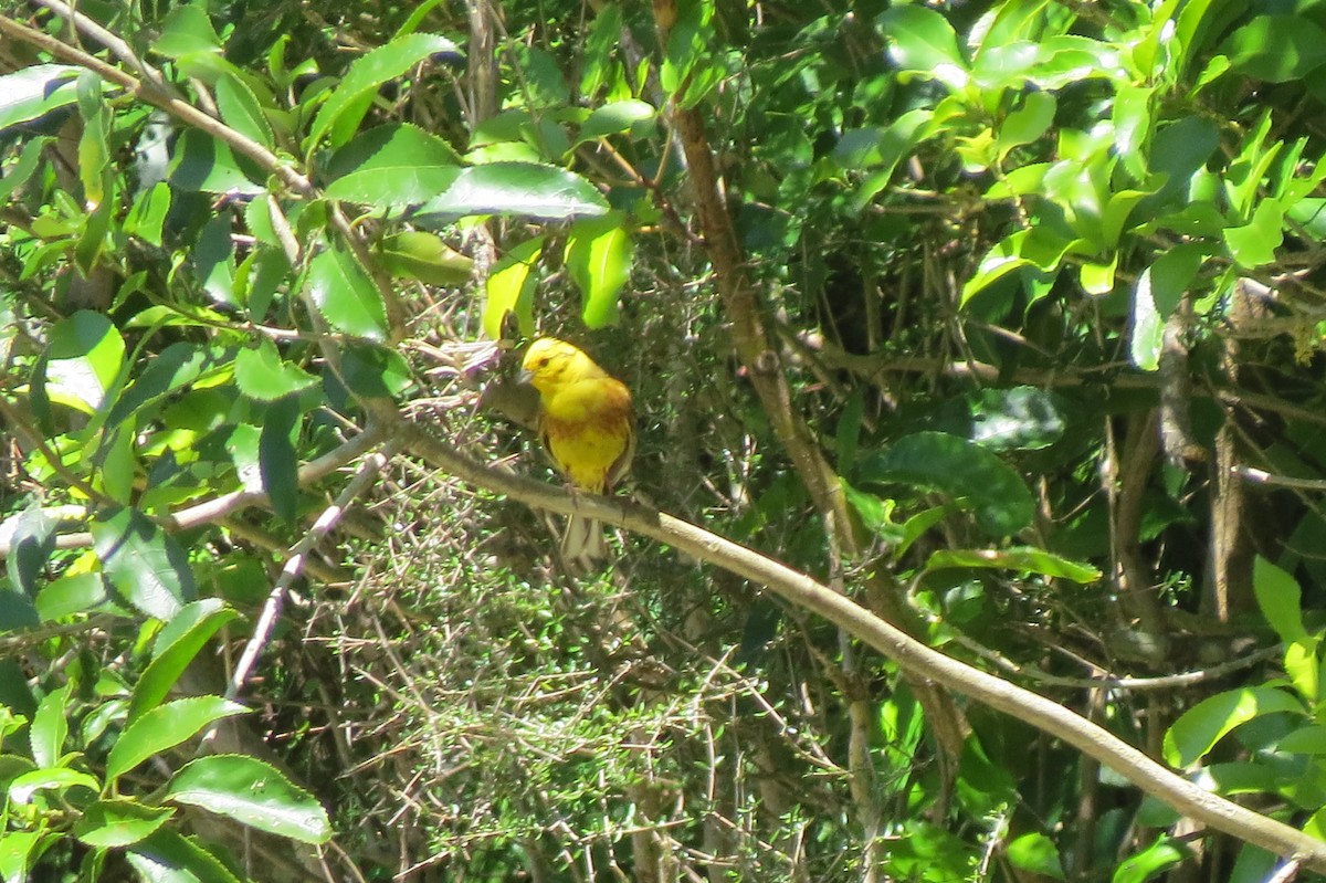 Yellowhammer - ML645539119