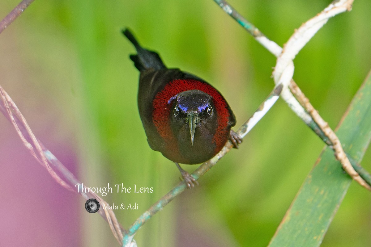 Black-throated Sunbird - ML645539120