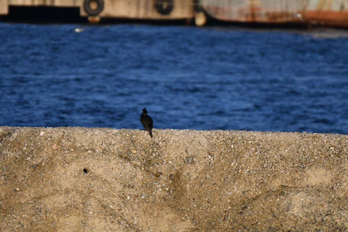 European Shag - ML645539122