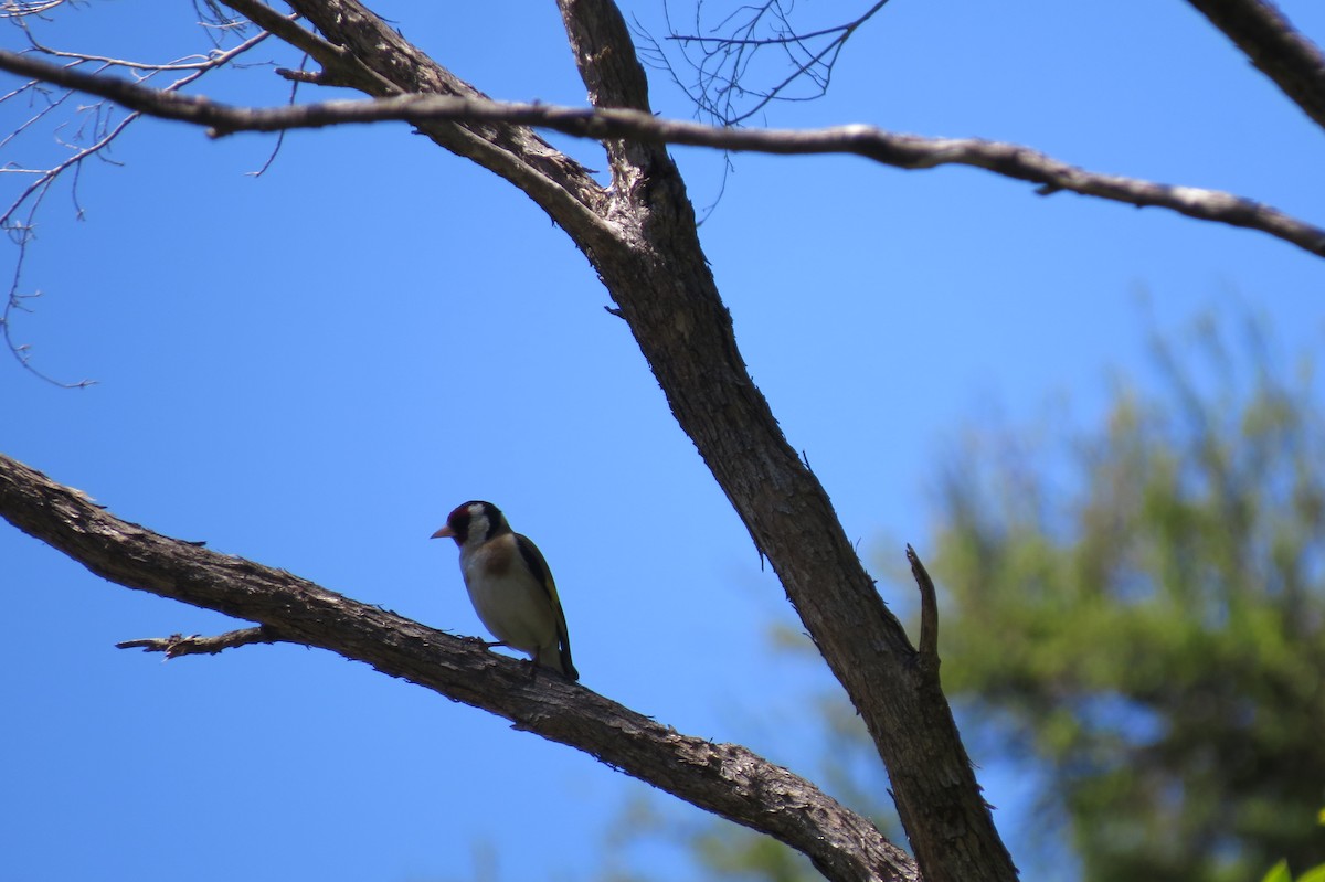 European Goldfinch - ML645539124