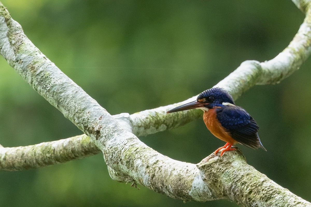 Blue-eared Kingfisher - ML645539125
