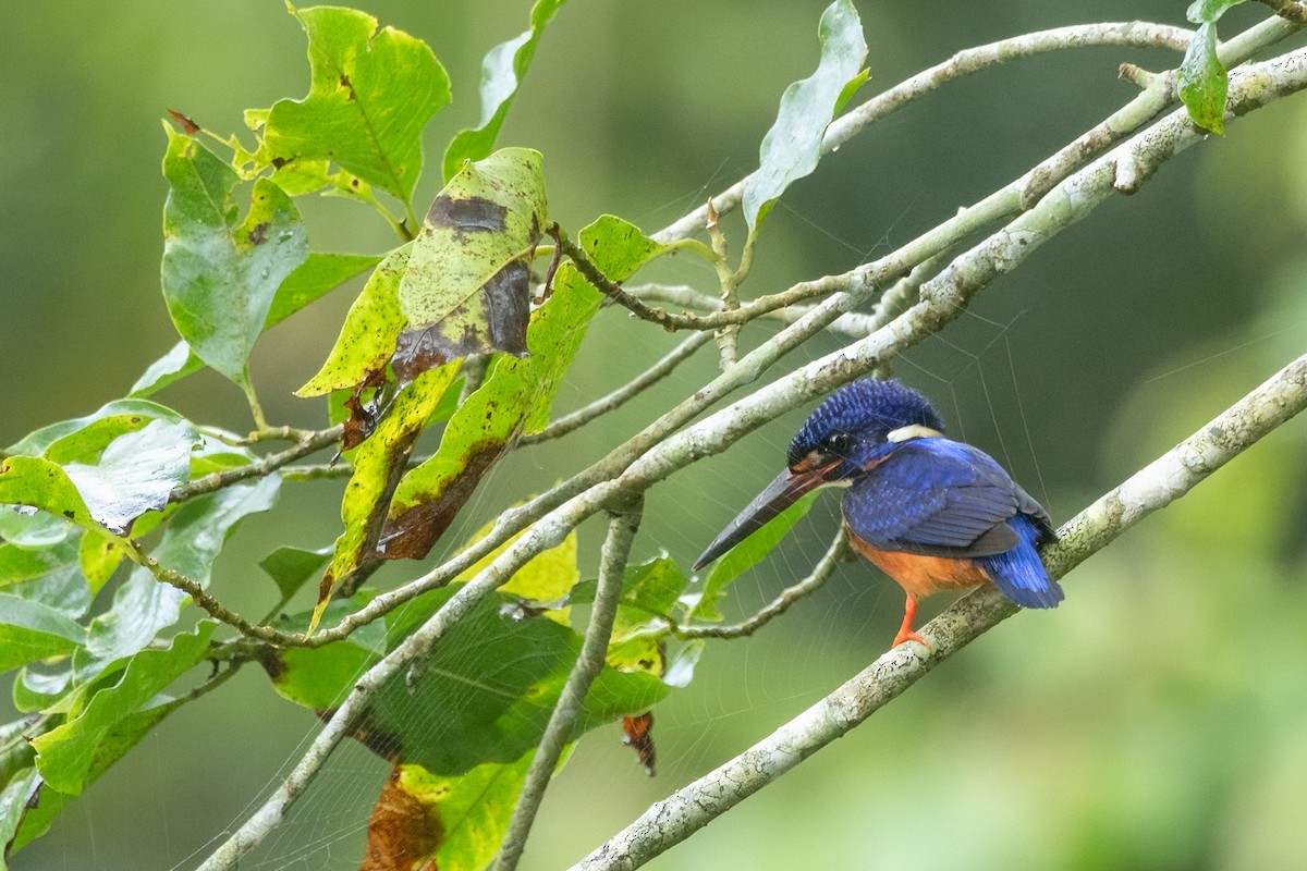 Blue-eared Kingfisher - ML645539126