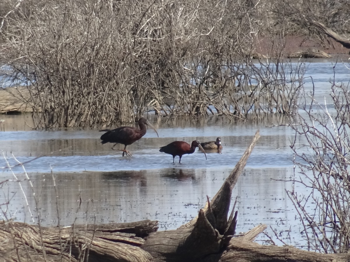 Glossy Ibis - ML645539127