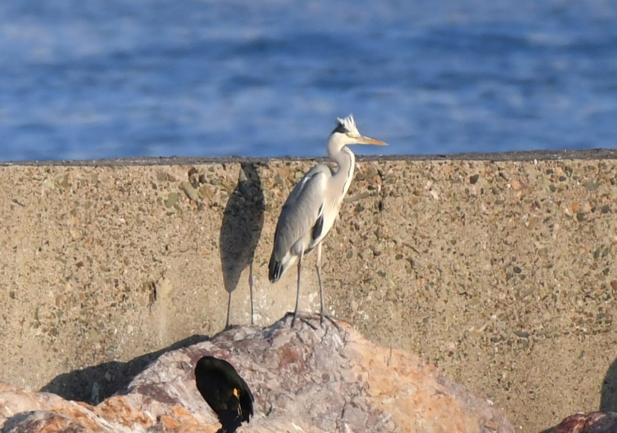 Gray Heron - ML645539129