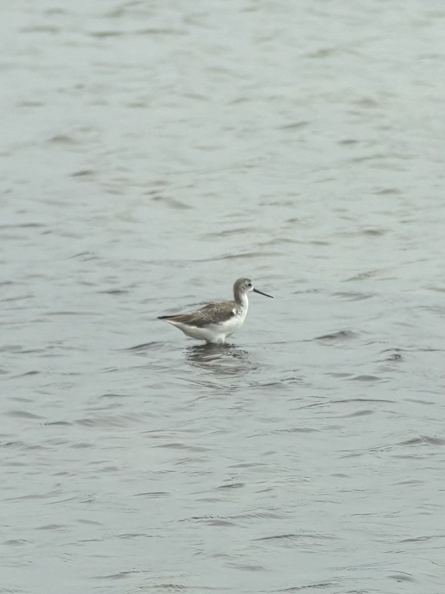 Marsh Sandpiper - ML645539130