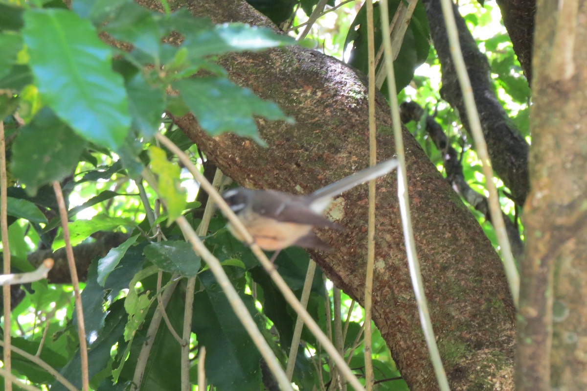 New Zealand Fantail - ML645539131