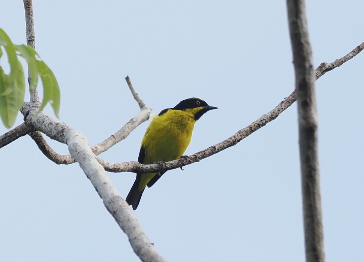 Yellow-backed Tanager - ML645539132