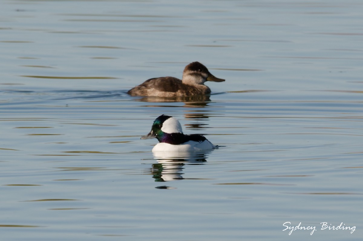 Bufflehead - ML645539133