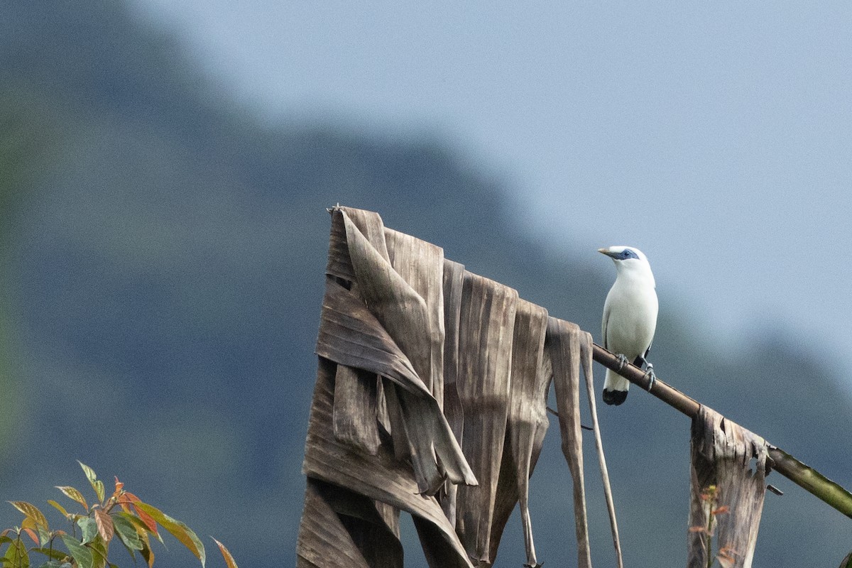 Bali Myna - ML645539134