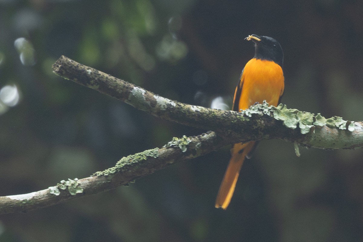 Scarlet Minivet (Javan) - ML645539135