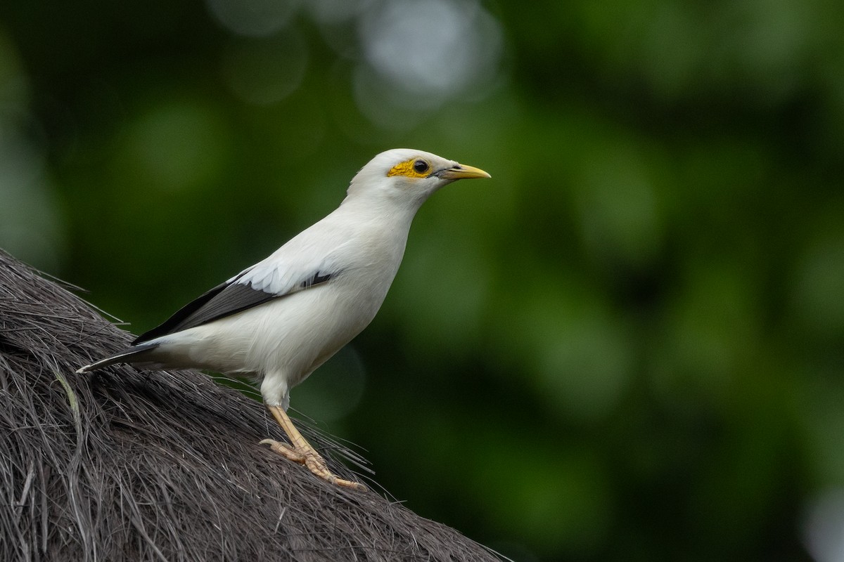 Black-winged Myna (Black-winged) - ML645539136