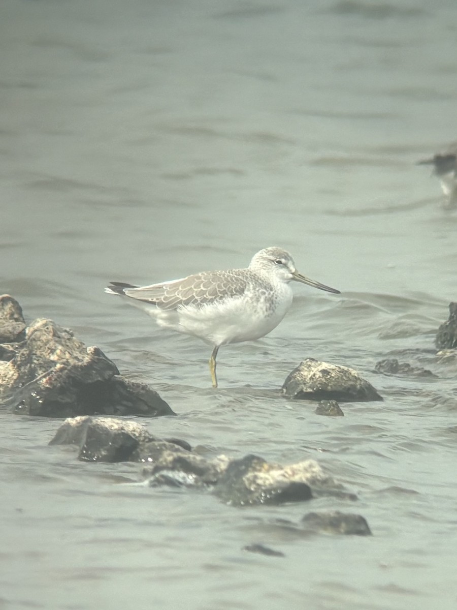 Nordmann's Greenshank - ML645539137