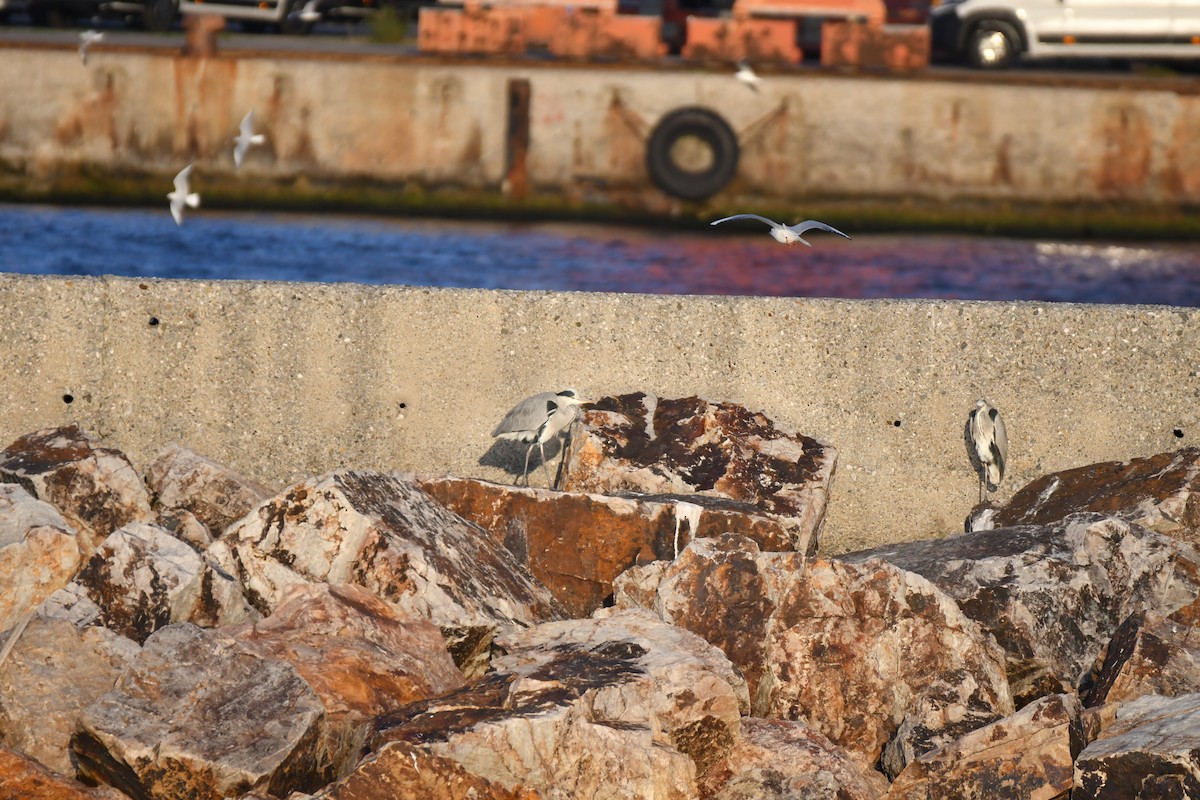 Gray Heron - ML645539140