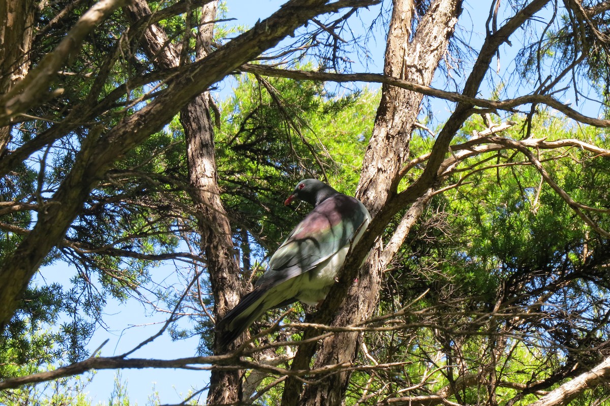 New Zealand Pigeon - ML645539142
