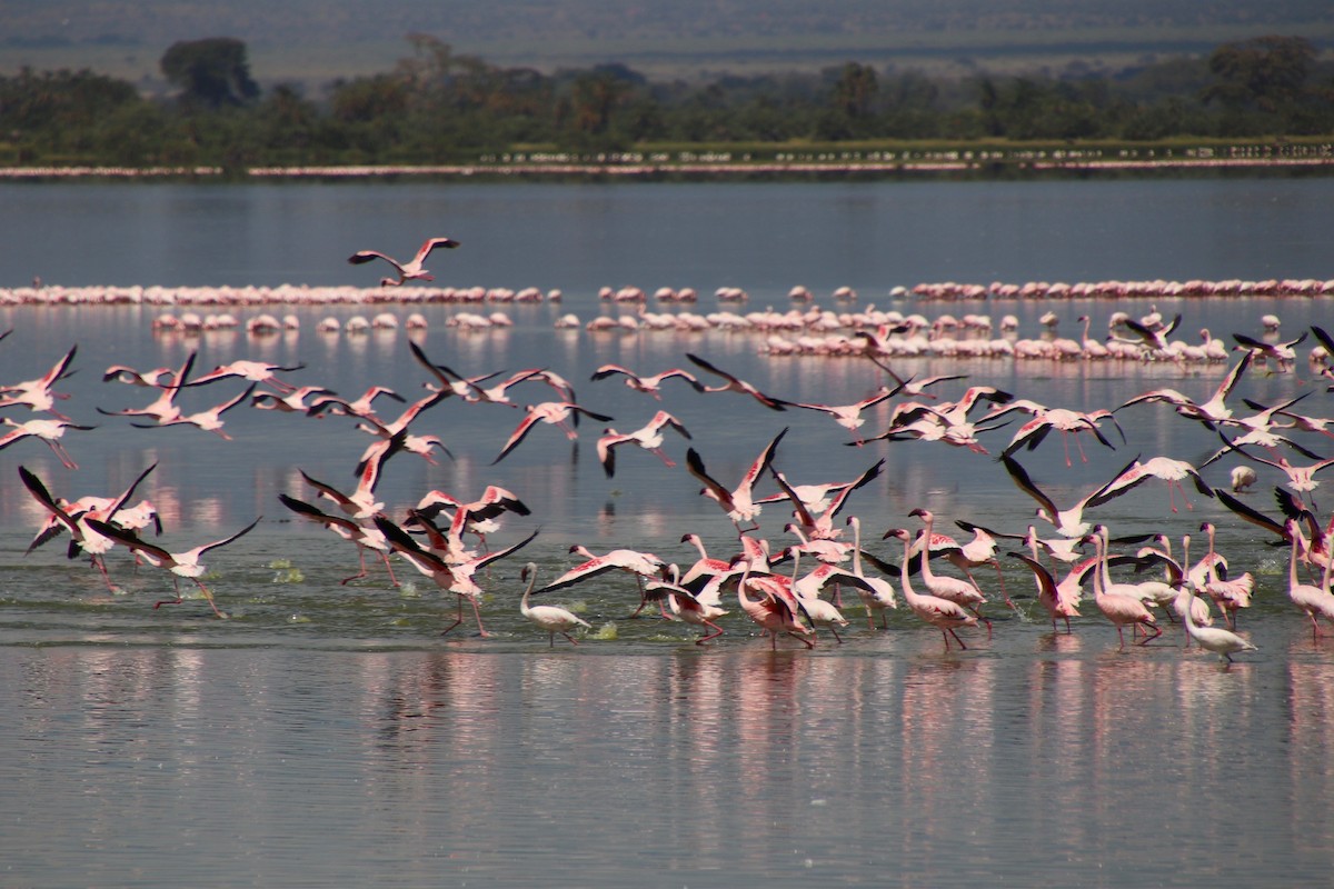 Zwergflamingo - ML645539143