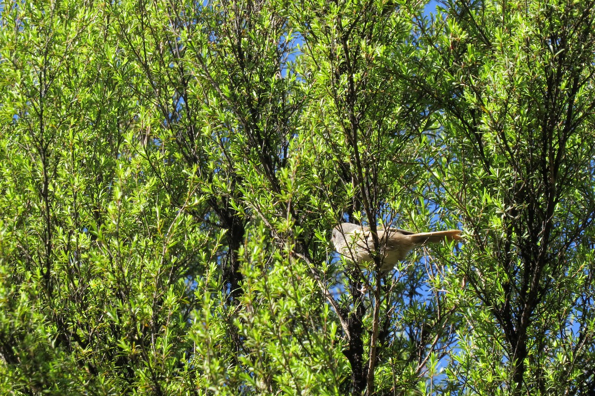 Pipipi - ML645539144