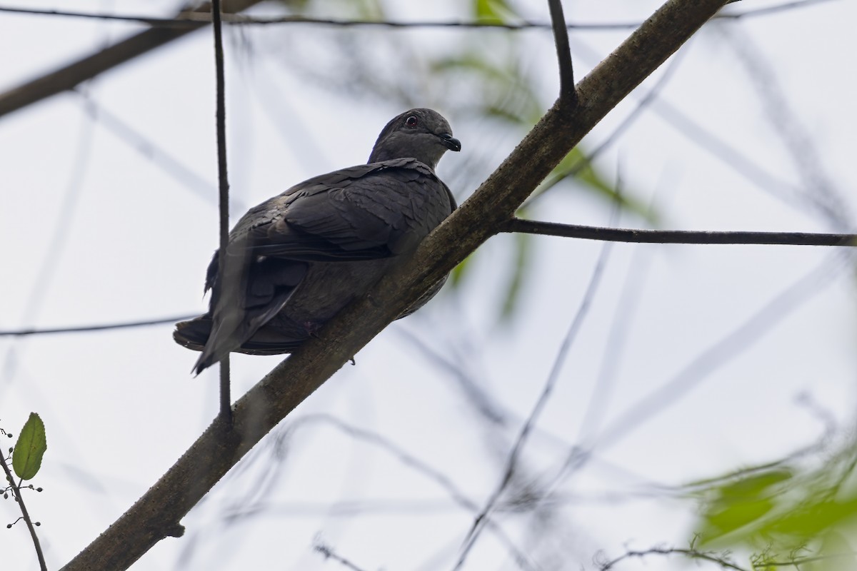 Küçük Kurşuni Güvercin - ML645539157