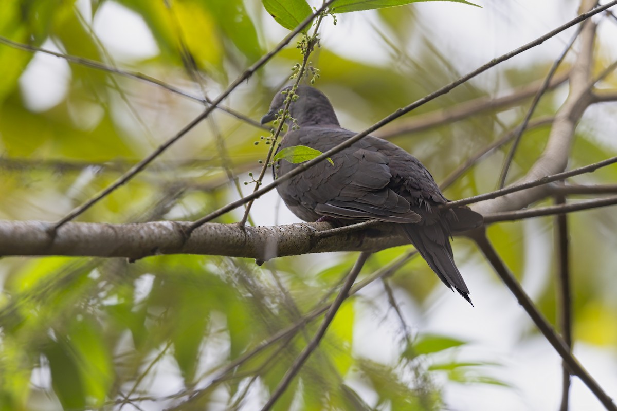 Küçük Kurşuni Güvercin - ML645539158