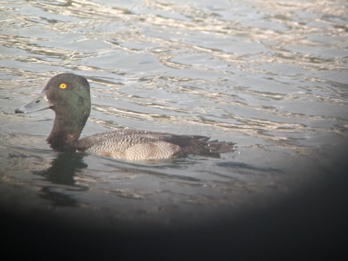 Lesser Scaup - ML645539163