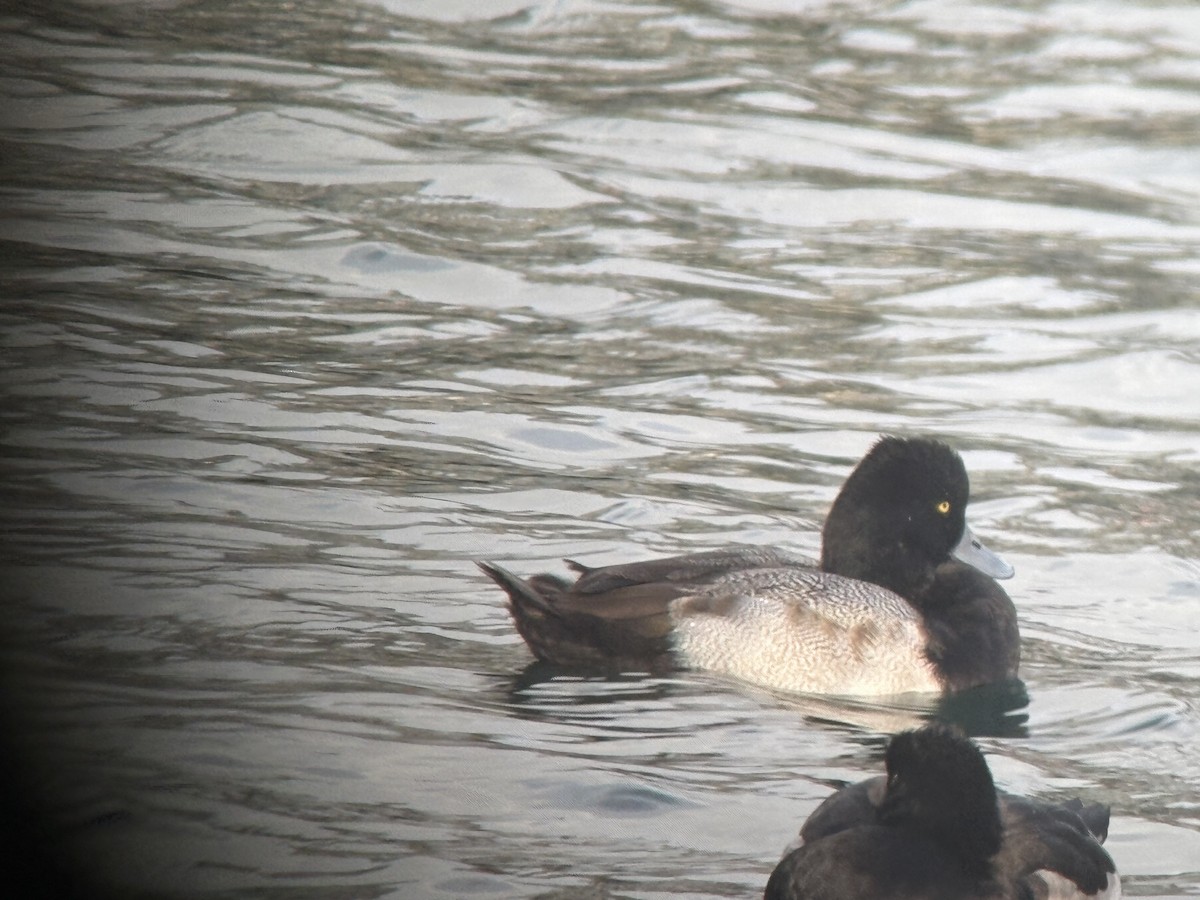 Lesser Scaup - ML645539164
