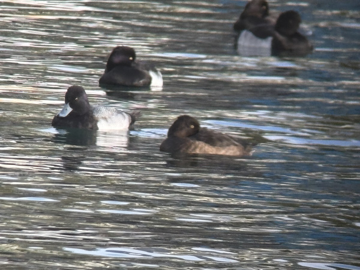 Lesser Scaup - ML645539165