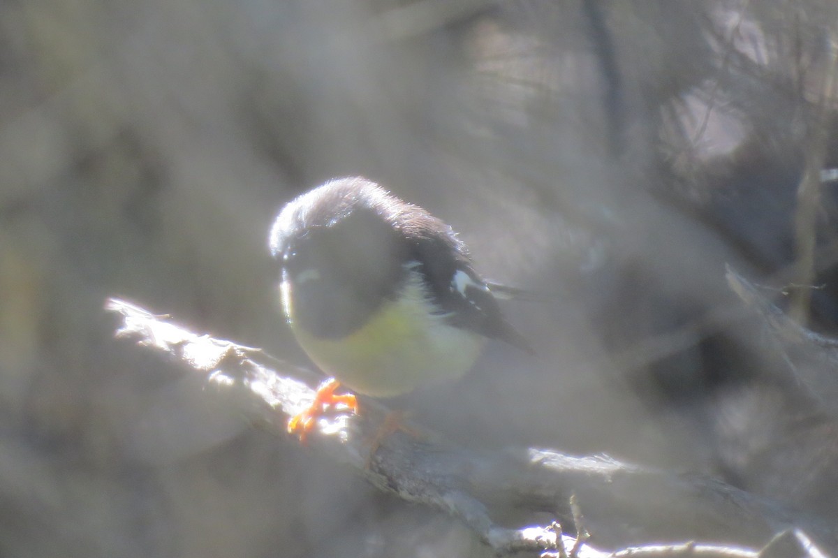 Tomtit (New Zealand) - ML645539173