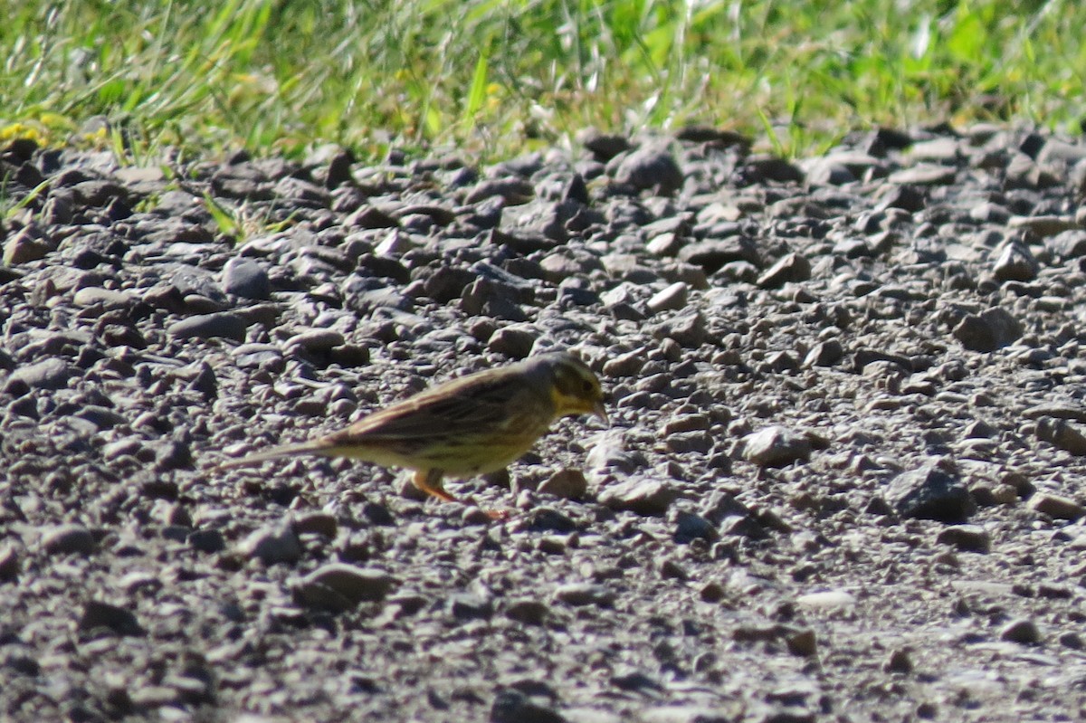 Yellowhammer - ML645539176