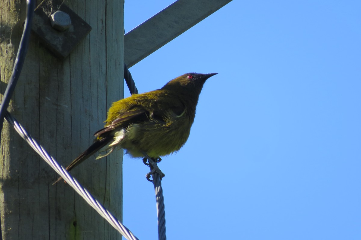 New Zealand Bellbird - ML645539188
