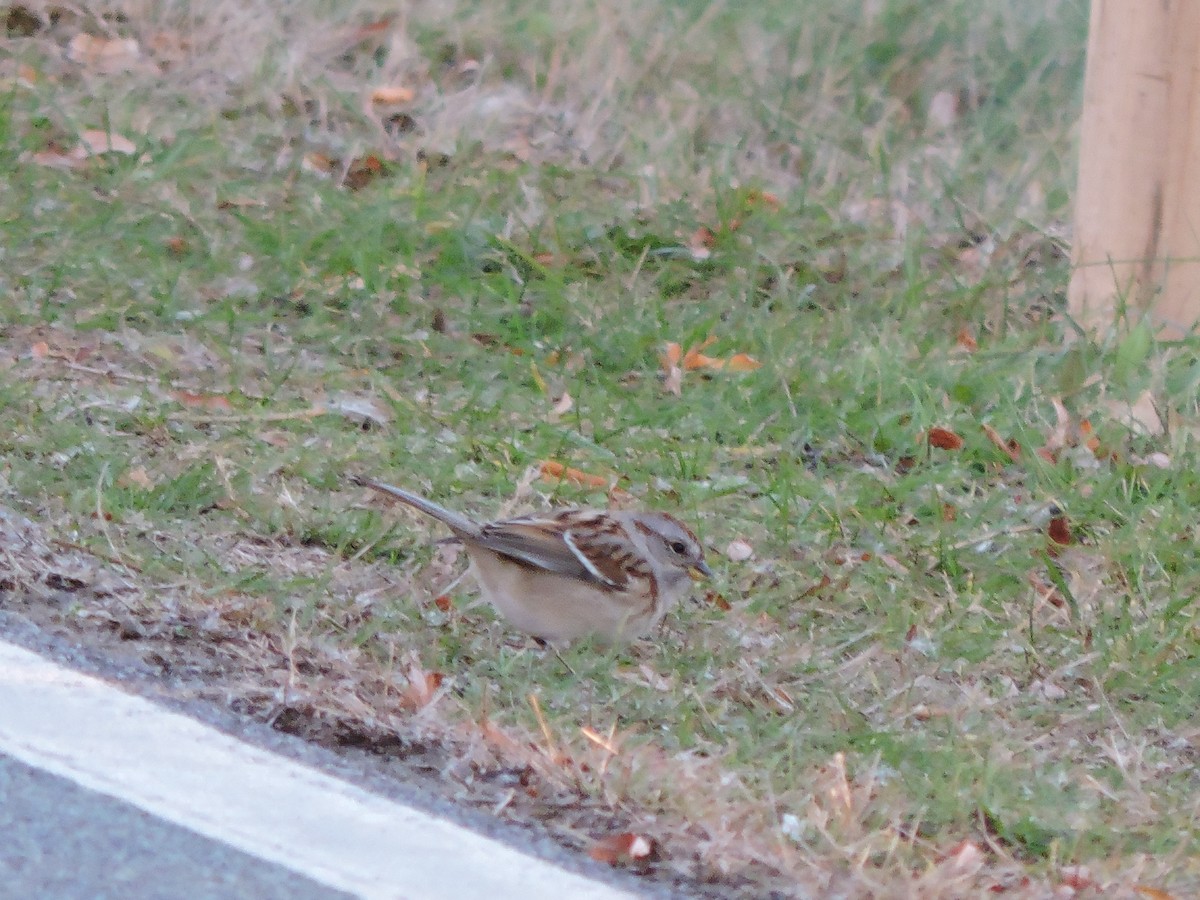 Пасовник північний - ML645539219