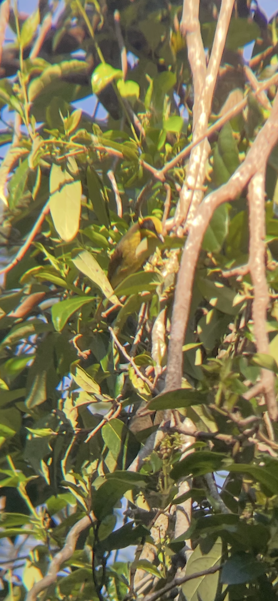 Yellow-tufted Honeyeater - ML645539225