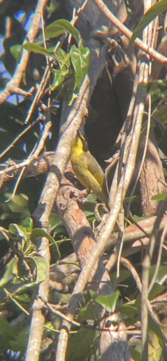 Yellow-tufted Honeyeater - ML645539226