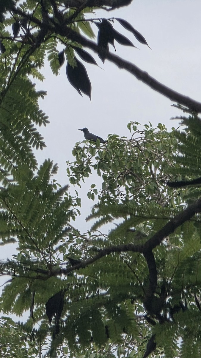 カラス属（カラスの種） - ML645539227