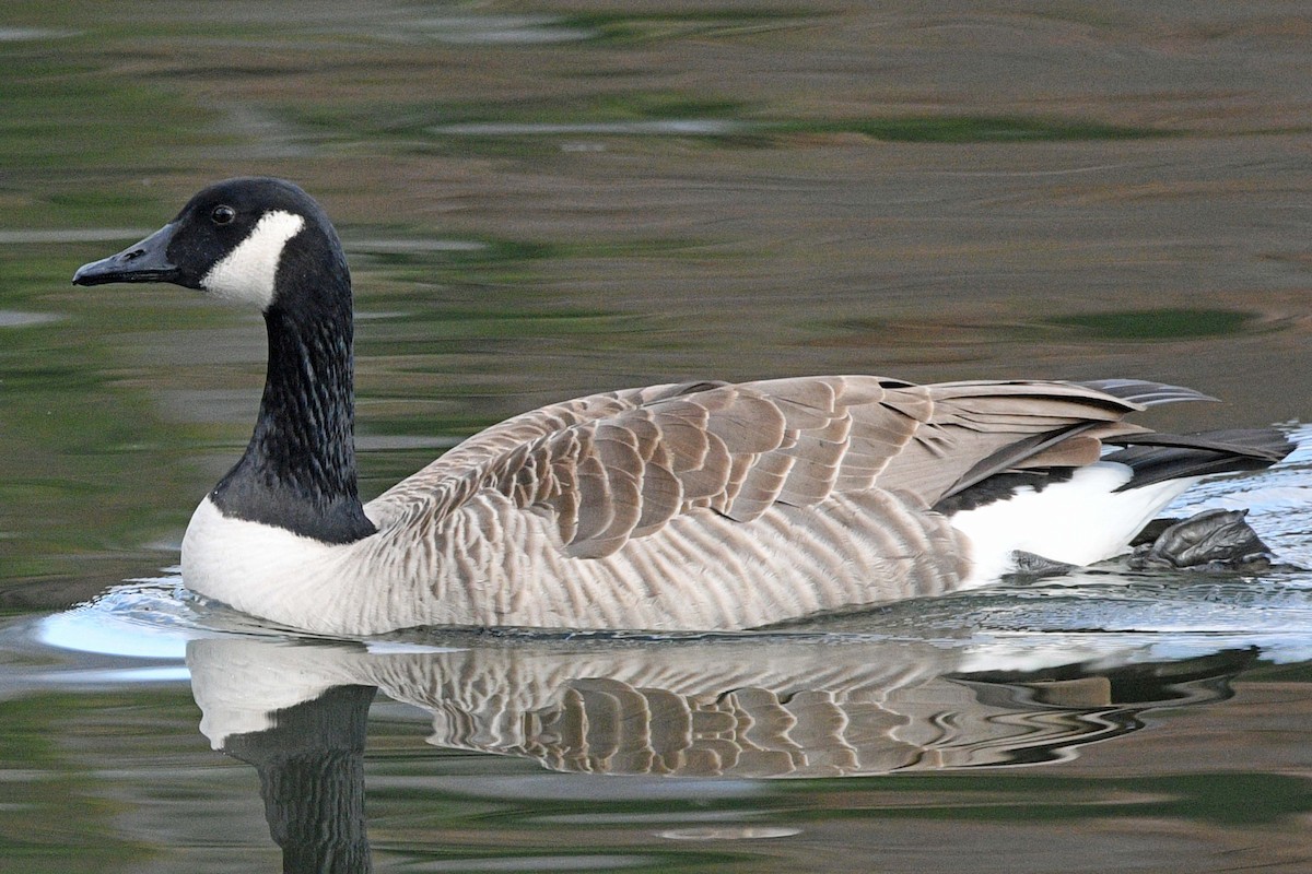 Canada Goose - ML645539228